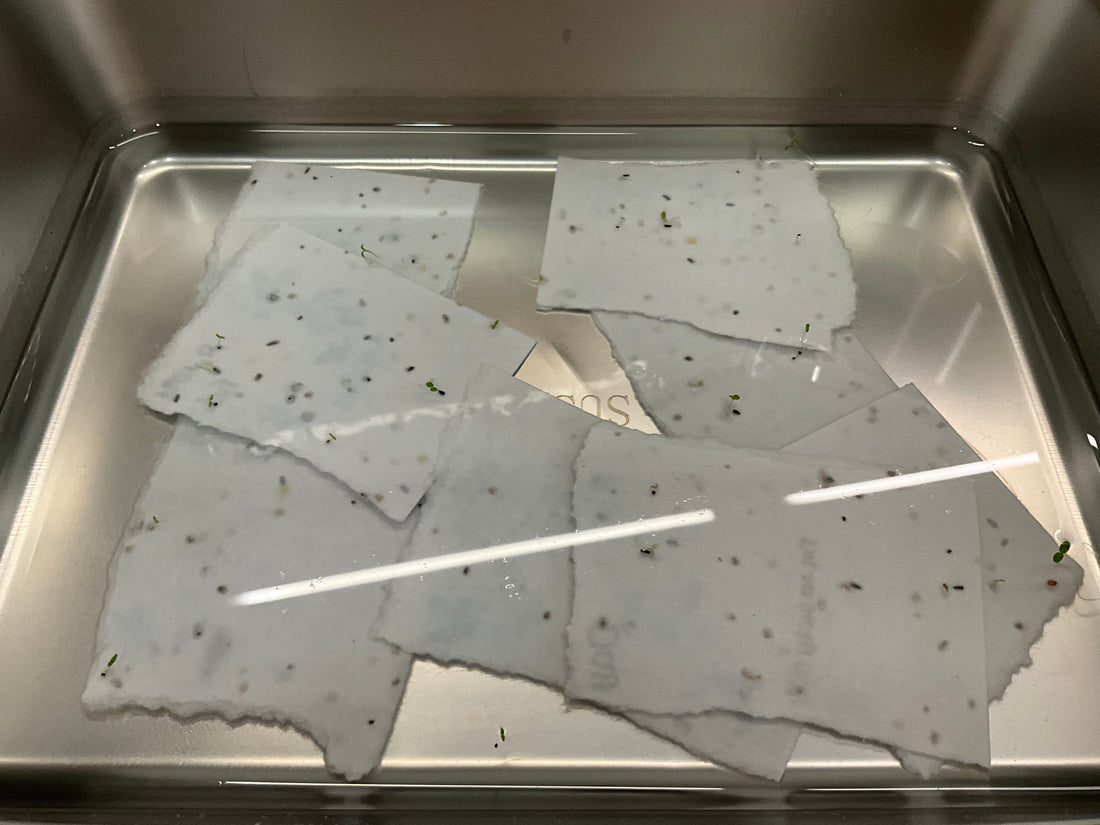 I Left a Seed Paper Card in Water for a Week. It Sprouted Anyway.